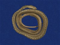 藏品(茶斑蛇)的圖片